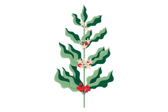 Coffee Plant Branch Graphic for Digital Creators